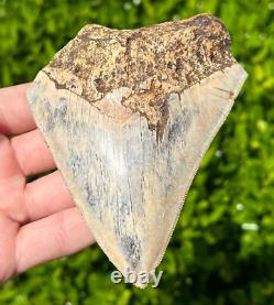 Indonesian Megalodon Sharks Tooth HUGE 4.25 Fossil Serrated Megladon Indonesia