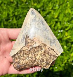 Indonesian Megalodon Sharks Tooth HUGE 4.25 Fossil Serrated Megladon Indonesia