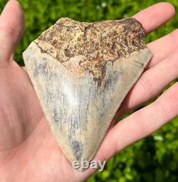 Indonesian Megalodon Sharks Tooth HUGE 4.25 Fossil Serrated Megladon Indonesia