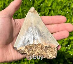 Indonesian Megalodon Sharks Tooth HUGE 4.25 Fossil Serrated Megladon Indonesia