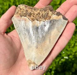 Indonesian Megalodon Sharks Tooth HUGE 4.25 Fossil Serrated Megladon Indonesia