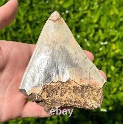 Indonesian Megalodon Sharks Tooth HUGE 4.25 Fossil Serrated Megladon Indonesia