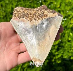 Indonesian Megalodon Sharks Tooth HUGE 4.25 Fossil Serrated Megladon Indonesia