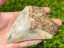 Indonesian Megalodon Sharks Tooth HUGE 4.25 Fossil Serrated Megladon Indonesia