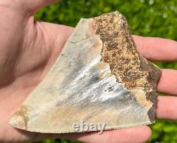 Indonesian Megalodon Sharks Tooth HUGE 4.25 Fossil Serrated Megladon Indonesia