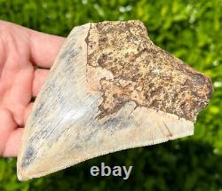 Indonesian Megalodon Sharks Tooth HUGE 4.25 Fossil Serrated Megladon Indonesia