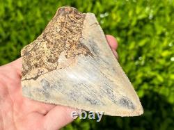 Indonesian Megalodon Sharks Tooth HUGE 4.25 Fossil Serrated Megladon Indonesia