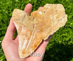 Indonesian Megalodon Sharks Tooth HUGE 4.45 Fossil Serrated Megladon Indonesia