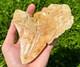 Indonesian Megalodon Sharks Tooth Huge 4.45 Fossil Serrated Megladon Indonesia