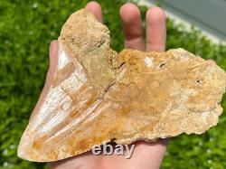 Indonesian Megalodon Sharks Tooth HUGE 4.45 Fossil Serrated Megladon Indonesia