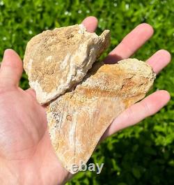Indonesian Megalodon Sharks Tooth HUGE 4.45 Fossil Serrated Megladon Indonesia