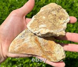 Indonesian Megalodon Sharks Tooth HUGE 4.45 Fossil Serrated Megladon Indonesia