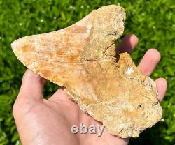Indonesian Megalodon Sharks Tooth HUGE 4.45 Fossil Serrated Megladon Indonesia