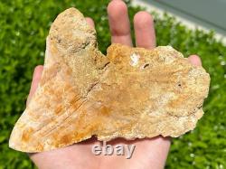 Indonesian Megalodon Sharks Tooth HUGE 4.45 Fossil Serrated Megladon Indonesia
