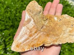 Indonesian Megalodon Sharks Tooth HUGE 4.45 Fossil Serrated Megladon Indonesia