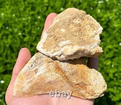 Indonesian Megalodon Sharks Tooth HUGE 4.45 Fossil Serrated Megladon Indonesia