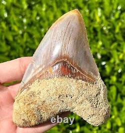 Indonesian Megalodon Sharks Tooth HUGE 4.5 Fossil Serrated Megladon Indonesia