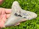 Indonesian Megalodon Sharks Tooth Huge 4.5 Fossil Serrated Megladon Indonesia