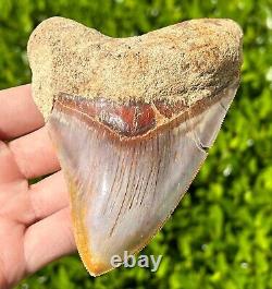 Indonesian Megalodon Sharks Tooth HUGE 4.5 Fossil Serrated Megladon Indonesia