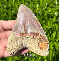 Indonesian Megalodon Sharks Tooth HUGE 4.5 Fossil Serrated Megladon Indonesia