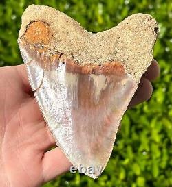 Indonesian Megalodon Sharks Tooth HUGE 4.5 Fossil Serrated Megladon Indonesia