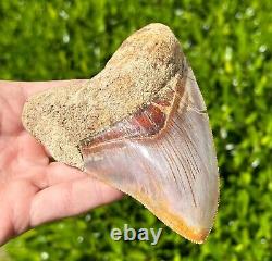 Indonesian Megalodon Sharks Tooth HUGE 4.5 Fossil Serrated Megladon Indonesia