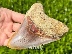 Indonesian Megalodon Sharks Tooth HUGE 4.5 Fossil Serrated Megladon Indonesia