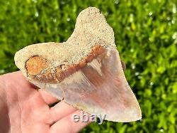 Indonesian Megalodon Sharks Tooth HUGE 4.5 Fossil Serrated Megladon Indonesia