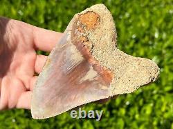 Indonesian Megalodon Sharks Tooth HUGE 4.5 Fossil Serrated Megladon Indonesia