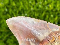 Indonesian Megalodon Sharks Tooth HUGE 4.5 Fossil Serrated Megladon Indonesia