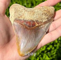 Indonesian Megalodon Sharks Tooth HUGE 4.5 Fossil Serrated Megladon Indonesia