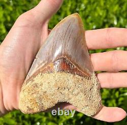 Indonesian Megalodon Sharks Tooth HUGE 4.5 Fossil Serrated Megladon Indonesia