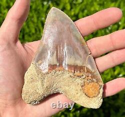 Indonesian Megalodon Sharks Tooth HUGE 4.5 Fossil Serrated Megladon Indonesia