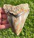 Indonesian Megalodon Tooth Huge 4.3 Natural Fossil Shark Tooth Indonesia Meg