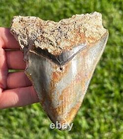 Indonesian Megalodon Tooth HUGE 4.3 Natural Fossil Shark Tooth Indonesia Meg