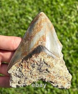 Indonesian Megalodon Tooth HUGE 4.3 Natural Fossil Shark Tooth Indonesia Meg