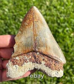 Indonesian Megalodon Tooth HUGE 4.3 Natural Fossil Shark Tooth Indonesia Meg