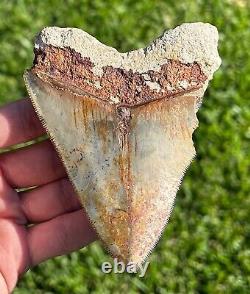 Indonesian Megalodon Tooth HUGE 4.3 Natural Fossil Shark Tooth Indonesia Meg