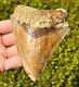 Indonesian Megalodon Tooth Nice 4.1 Fossil Natural Shark Tooth Indonesia Meg