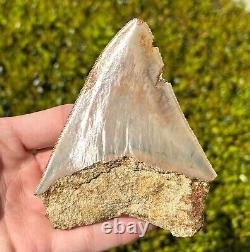 Indonesian Megalodon Tooth NICE 4.1 Fossil Natural Shark Tooth Indonesia Meg