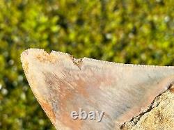 Indonesian Megalodon Tooth NICE 4.1 Fossil Natural Shark Tooth Indonesia Meg
