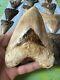 Indonesian Megalodon Shark Tooth