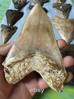 Indonesian megalodon shark tooth
