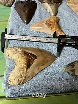 Indonesian megalodon shark tooth