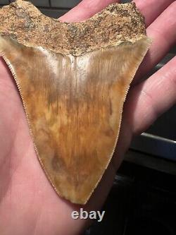 Indonesian megalodon tooth Affordable Cool Colors
