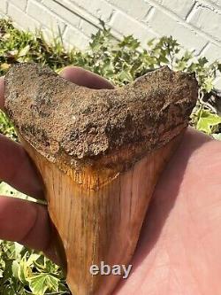 Indonesian megalodon tooth Affordable Cool Colors