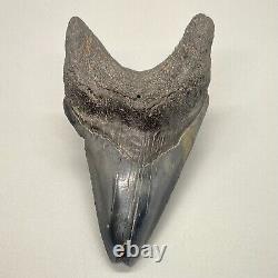 Interesting and Rarely Offered DEFORMED 3.85 Fossil MEGALODON Shark Tooth