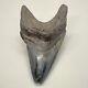 Interesting And Rarely Offered Deformed 3.85 Fossil Megalodon Shark Tooth