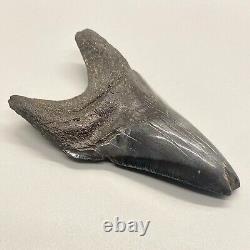 Interesting and Rarely Offered DEFORMED 3.85 Fossil MEGALODON Shark Tooth