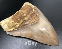 Investment grade 5.27 Indonesian MEGALODON Fossil Shark Teeth, REAL tooth